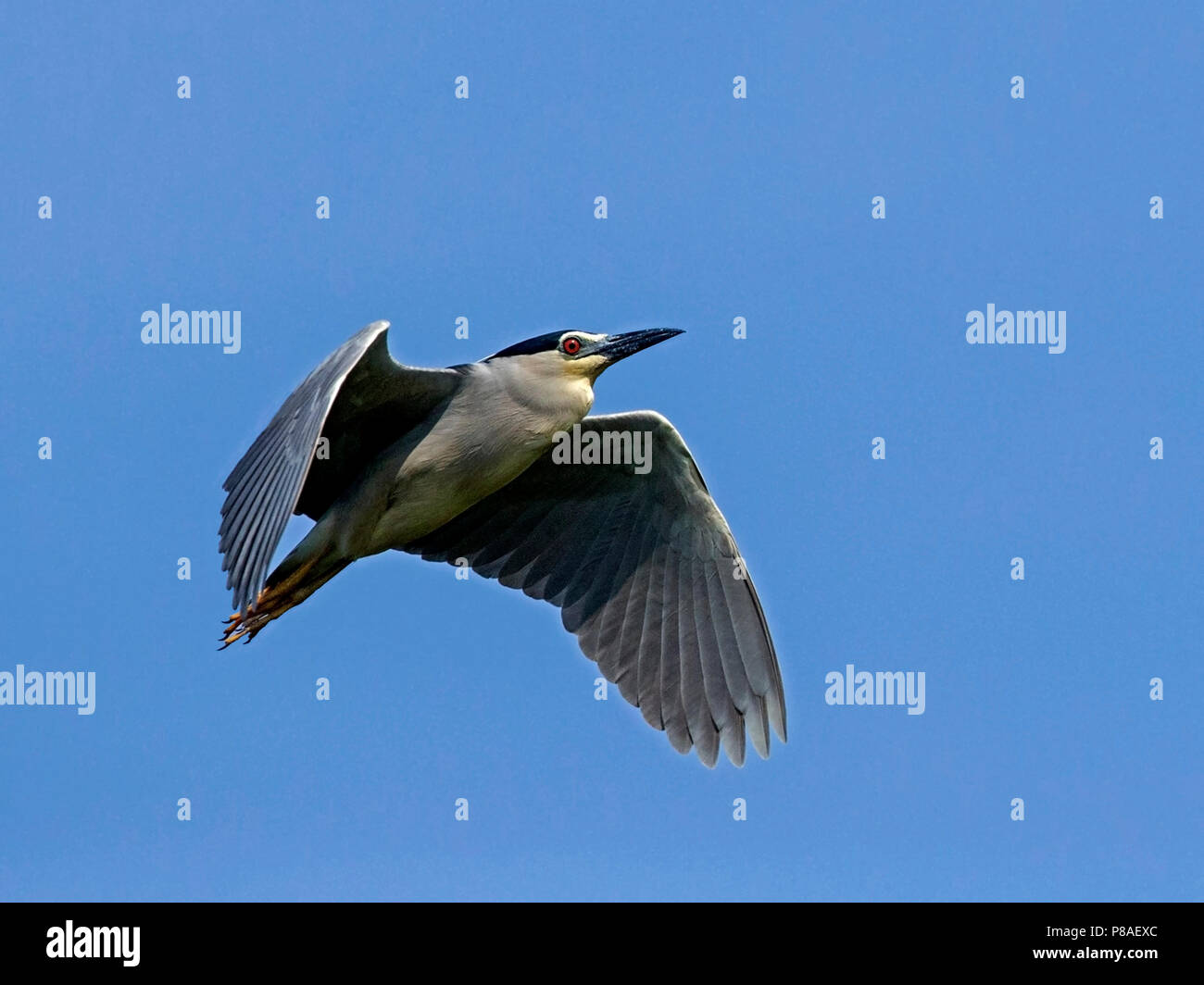 Night flight hi-res stock photography and images - Alamy
