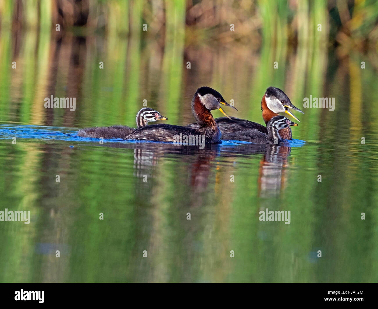 Red-necked grebe family swimming Stock Photo