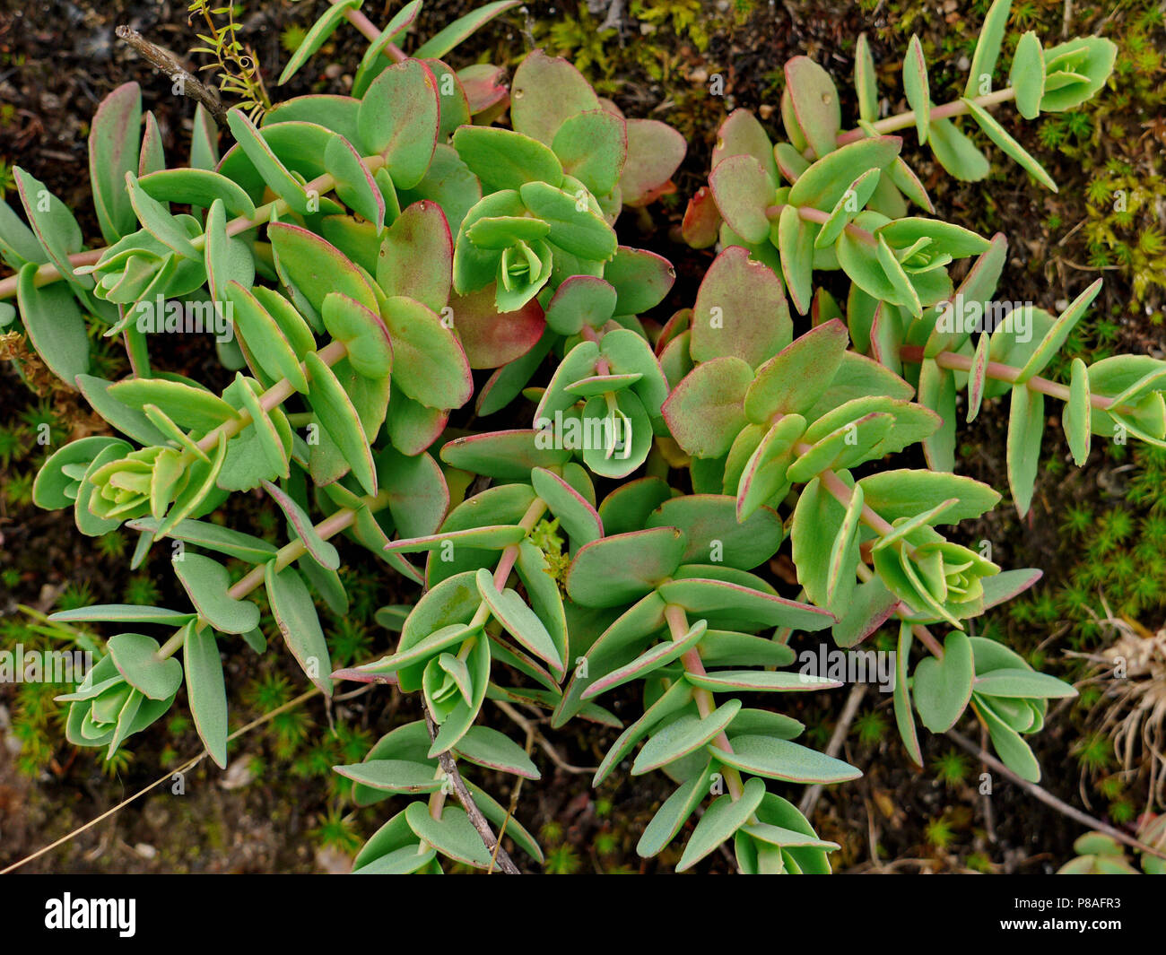 green juicy leaves of flowers sprouting in different directions . For your design Stock Photo