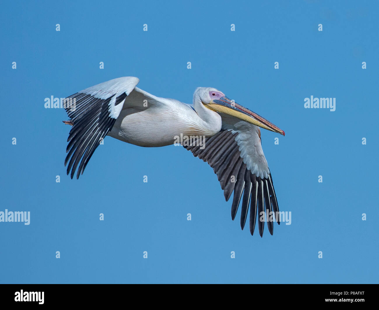 White pelican in flight Stock Photo - Alamy
