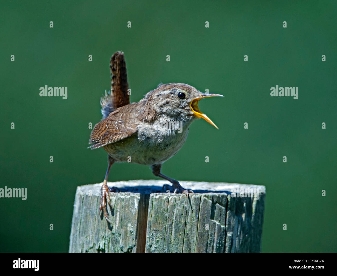 Winter wren singing Stock Photo