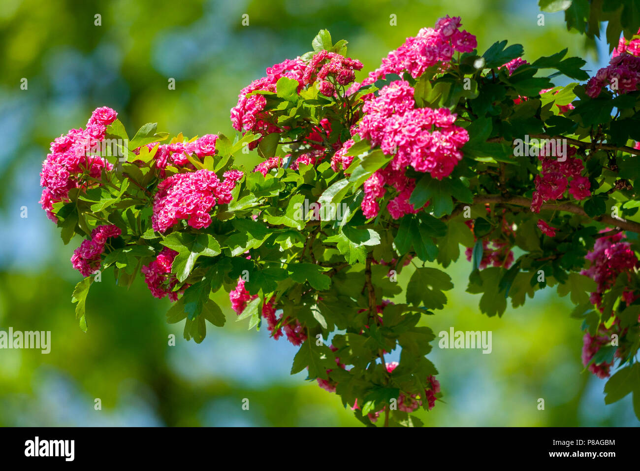 a branch with a pink thick flower hanging on a tree on a sunny day . For your design Stock Photo