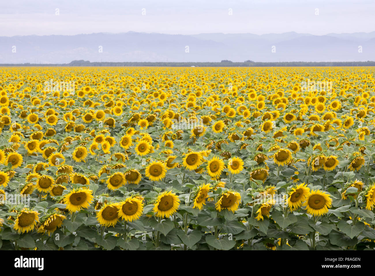 Sunflower Field in Bloom Stock Photo Alamy