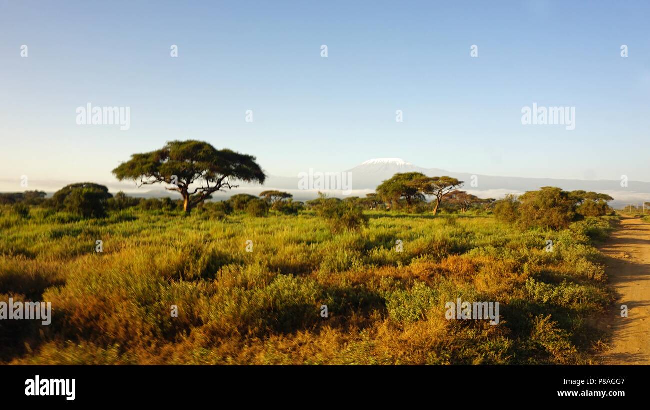 landscape in kenyan national park with mount kilimanjaro Stock Photo