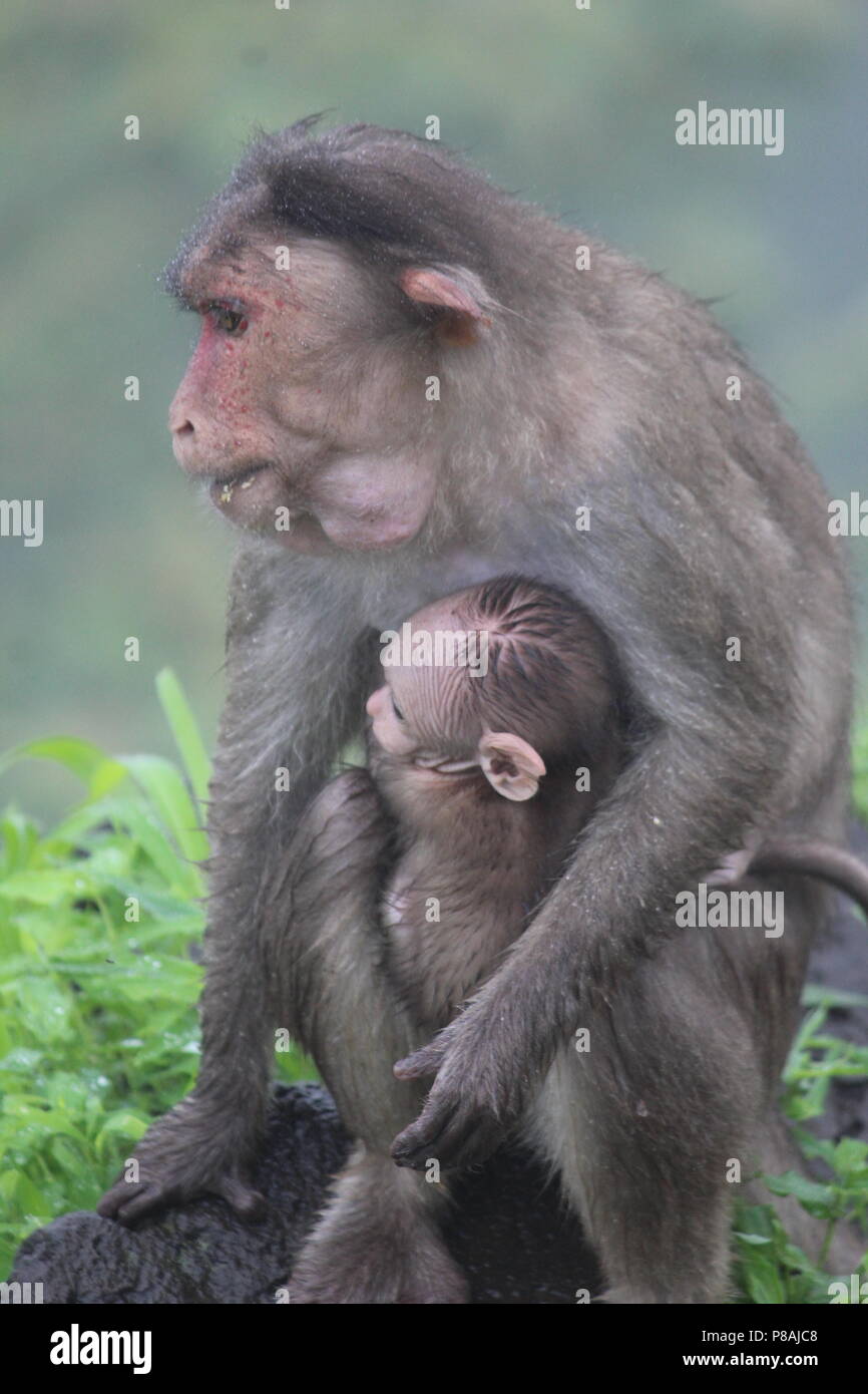Images of monkeys hi-res stock photography and images - Alamy