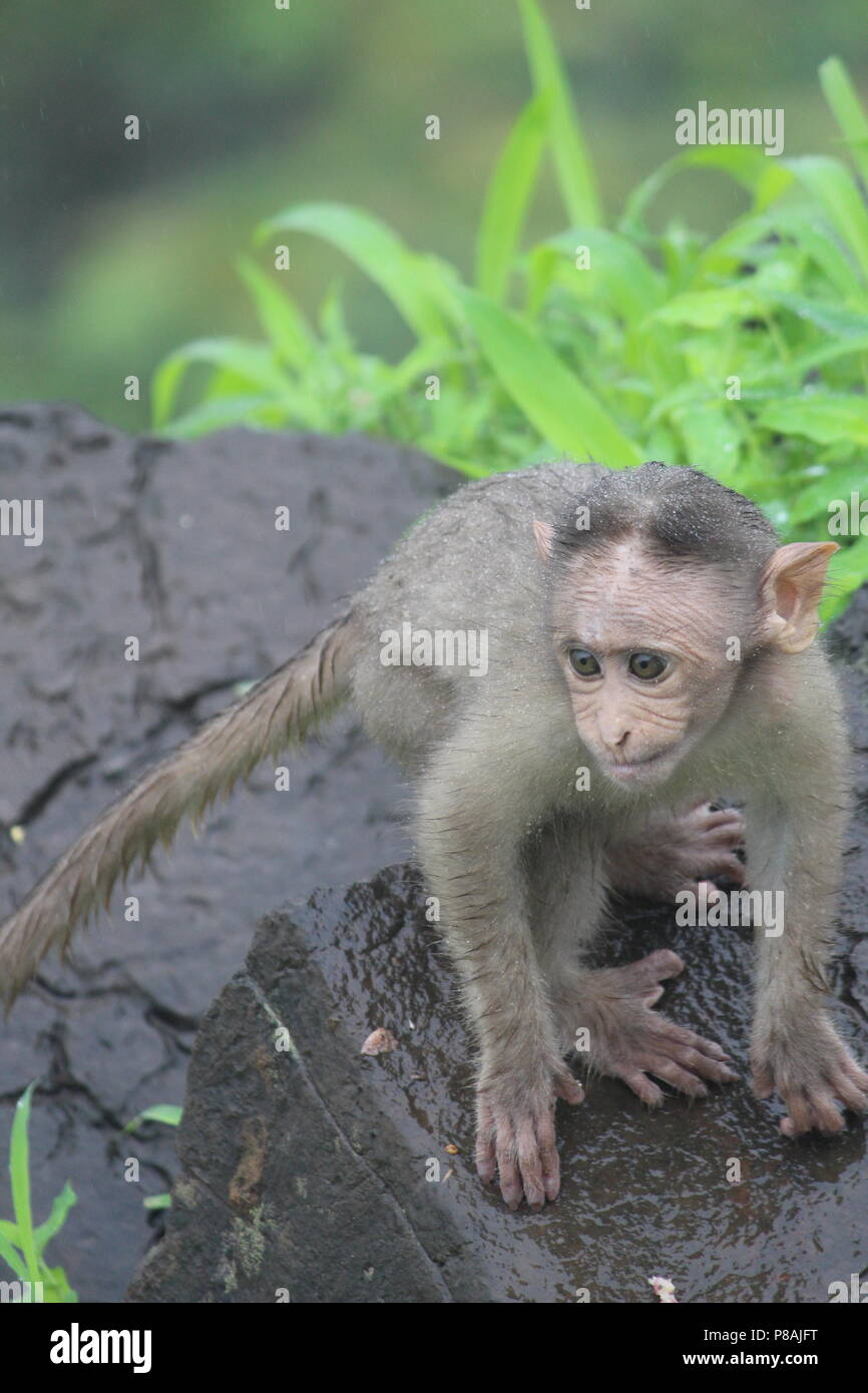 Images of monkeys hi-res stock photography and images - Alamy