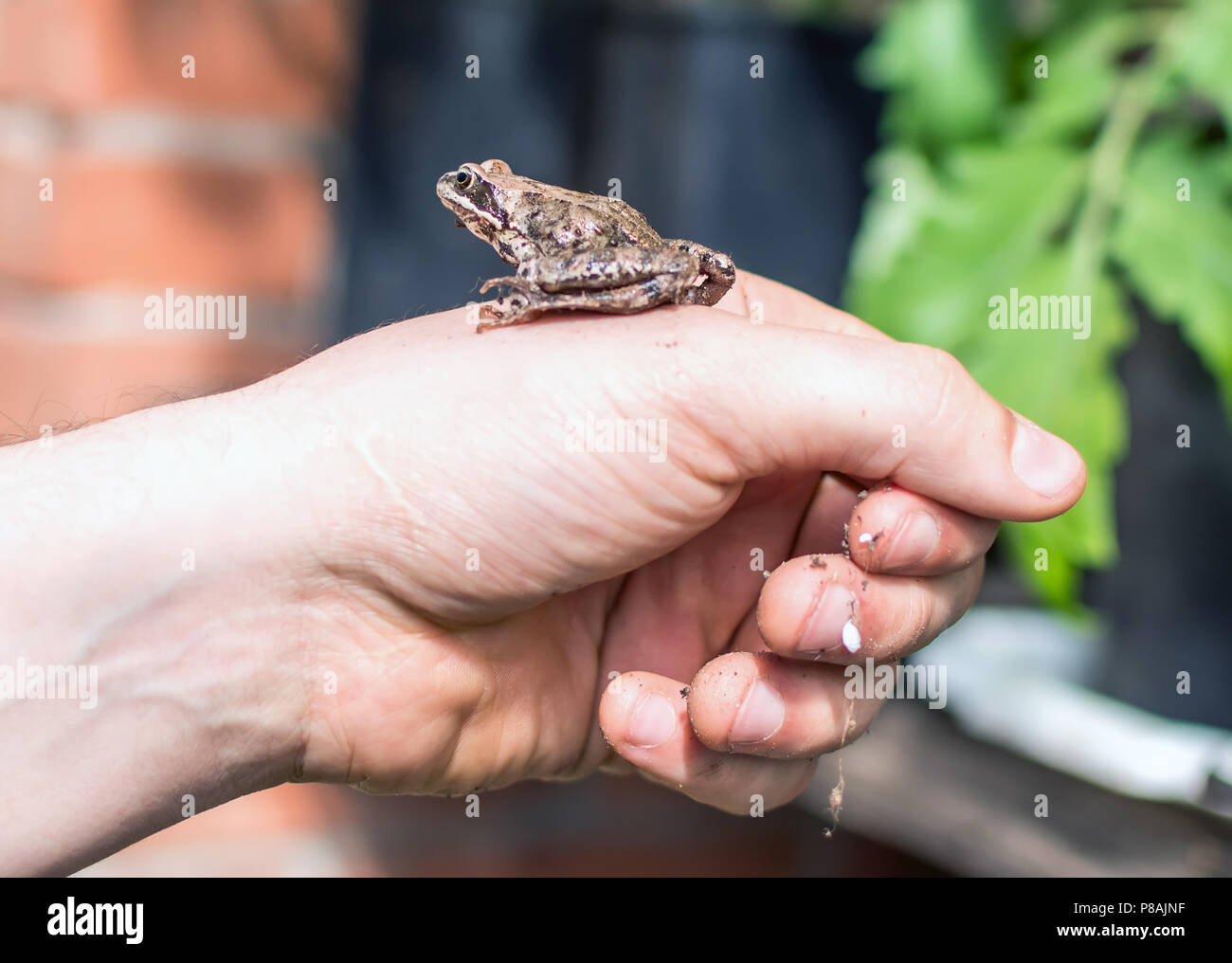 Slim, reddish-brown Moor frog (Rana arvalis) sitting on a man's hand. This semiaquatic amphibian is a member of the family Ranidae, or true frogs. Stock Photo