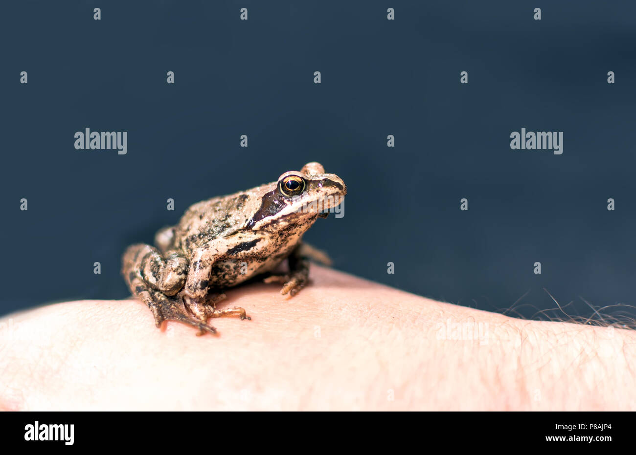 Slim, reddish-brown Moor frog (Rana arvalis) sitting on a man's hand. This semiaquatic amphibian is a member of the family Ranidae, or true frogs. Stock Photo
