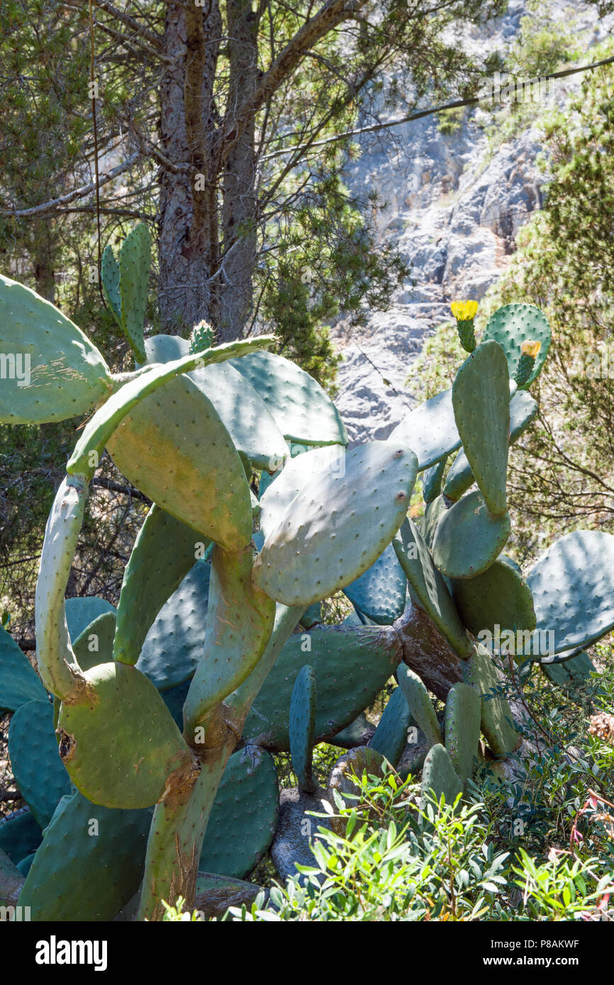 Large Cactus on a path on the eastern side of Capri, Italy Stock Photo