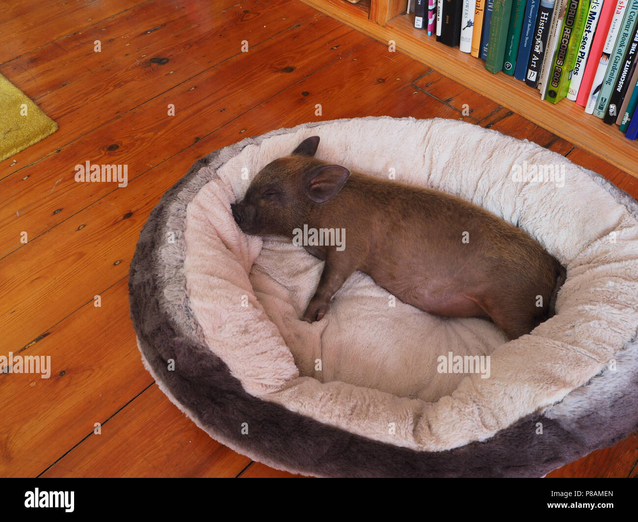 Micro Pig in a household setting Stock Photo