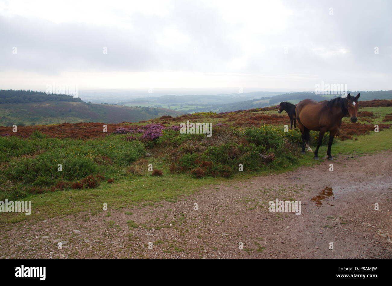Quantock Hills. John o' groats (Duncansby head) to lands end. End to end trail. Somerset  England. UK Stock Photo