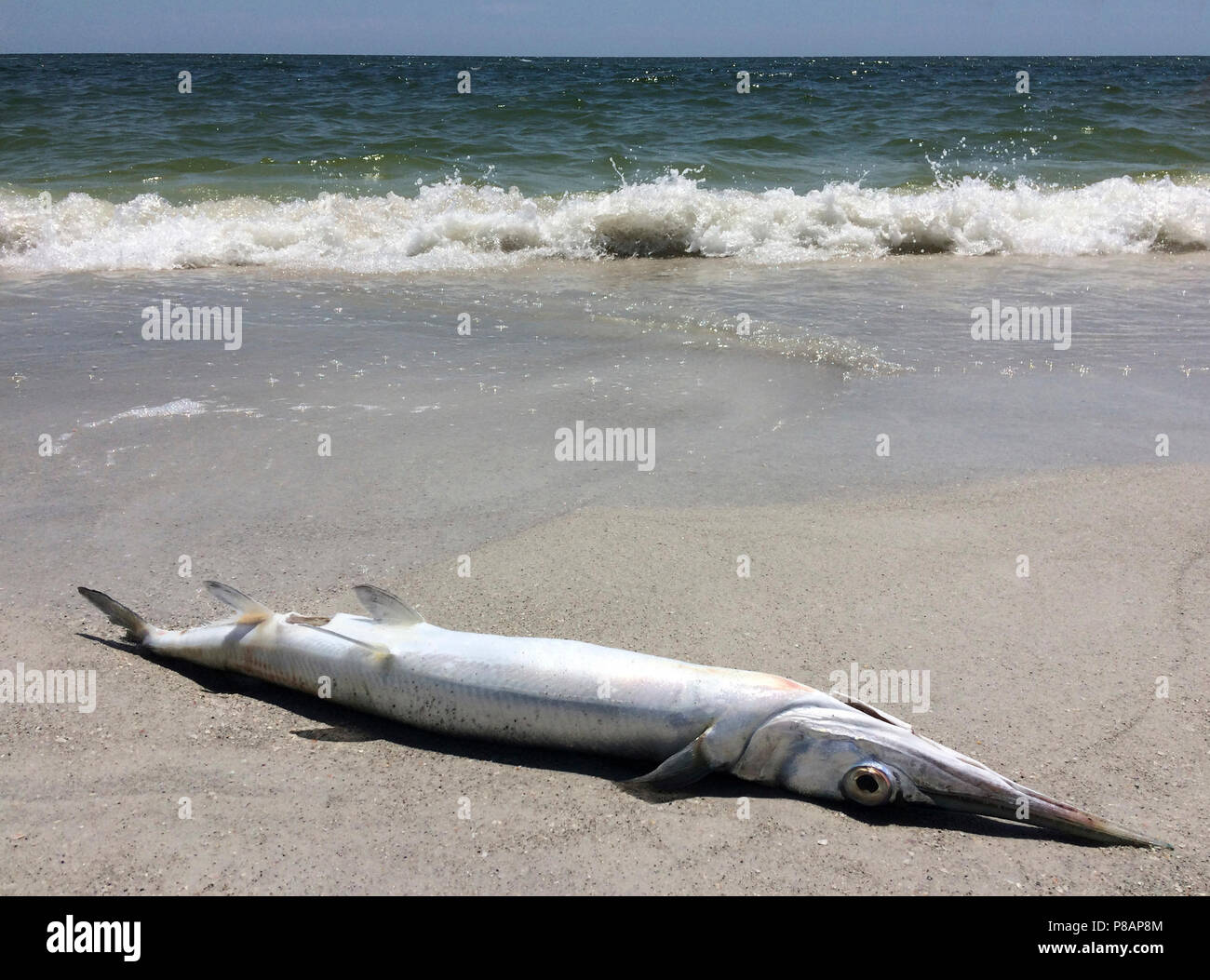 A dead Ballyhoo fish (Hemiramphus brasiliensis) washed ashore on a sandy  beach at Casey Key after dying from a red tide in the Gulf of Mexico on the  west coast of Florida