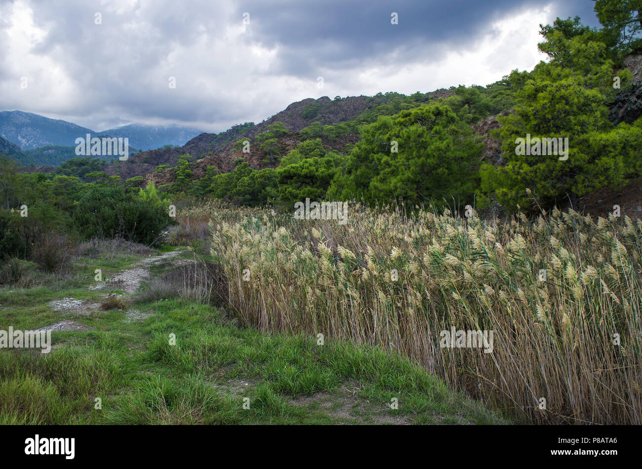 Bush among rocks hi-res stock photography and images - Alamy