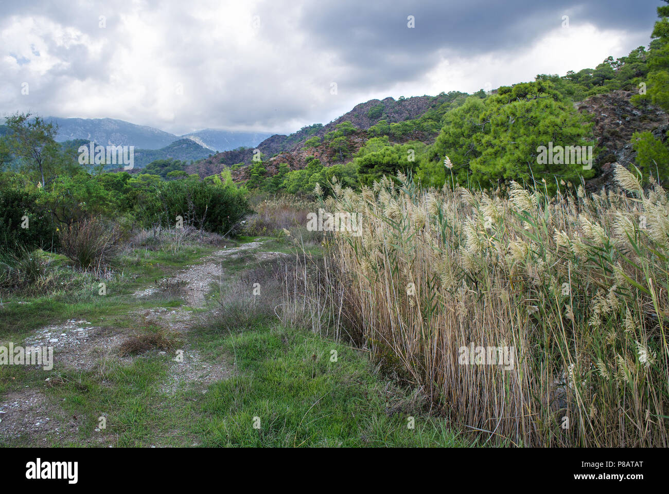 Bush among rocks hi-res stock photography and images - Alamy