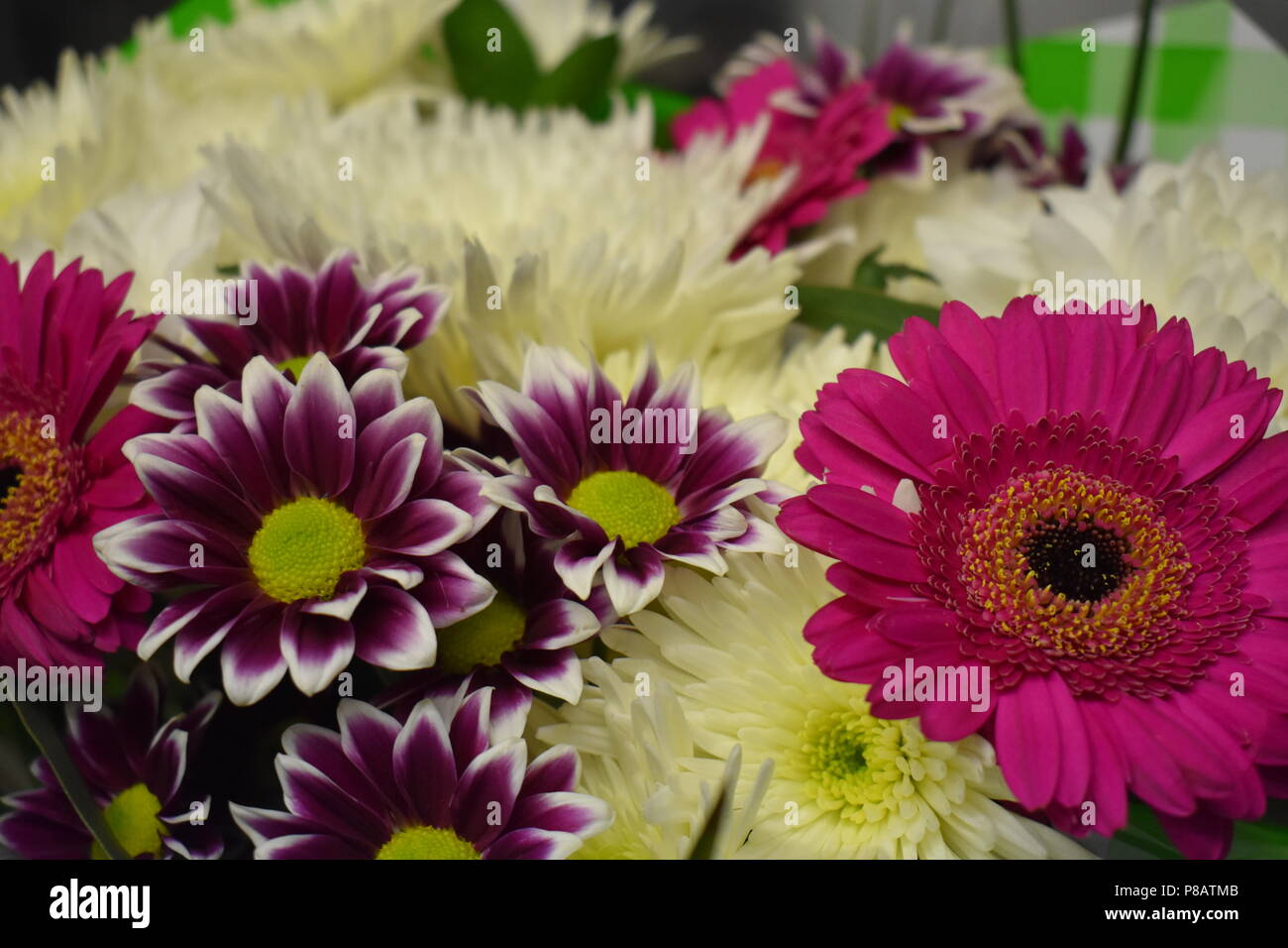 Cute flowers petals leaves hi-res stock photography and images - Alamy