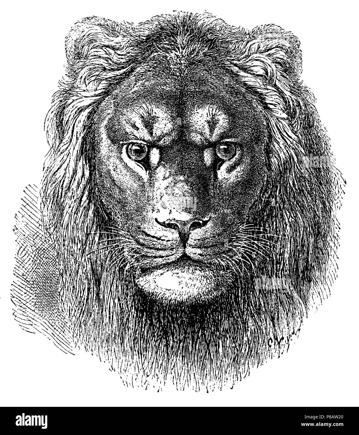 Lion <Panthera leo>,   1878 Stock Photo