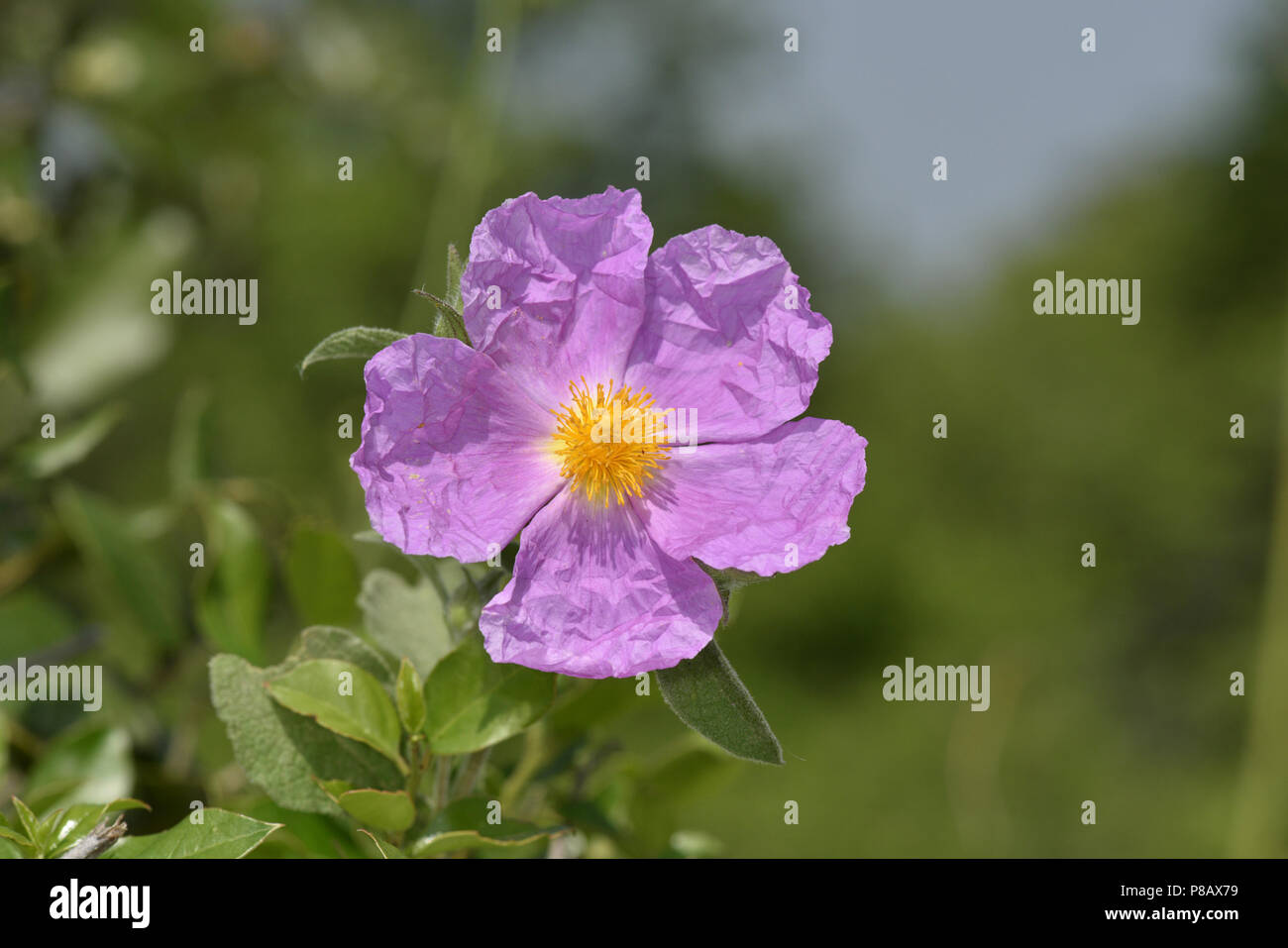 Pink Cistus - Cistus creticus Stock Photo