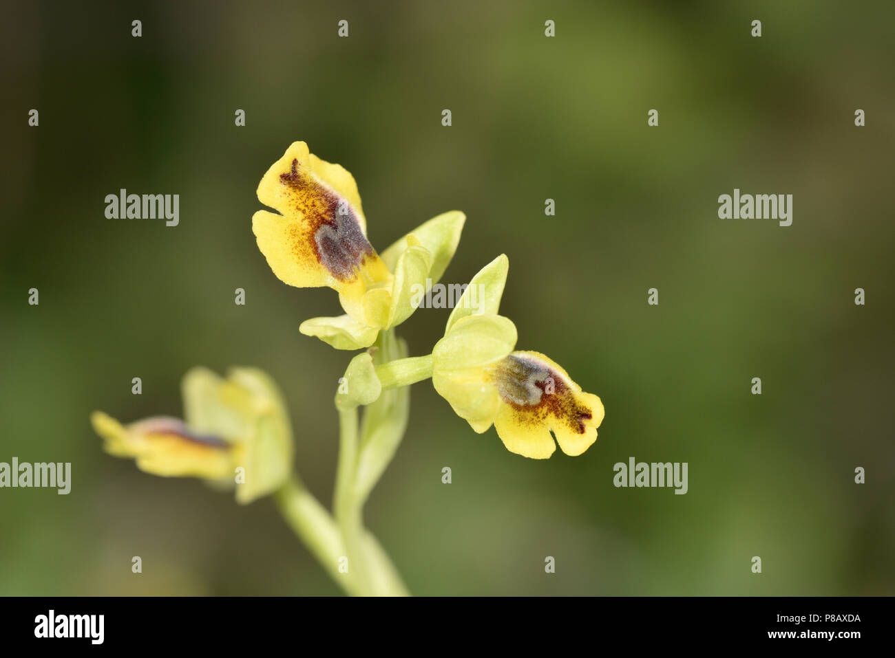 Ophrys lutea subsp galilaea - Gargano Peninsula, Italy Stock Photo