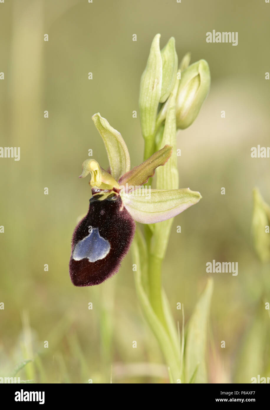 Ophrys x bertoloniformis - Gargano Peninsula, Italy = Ophrys x flavicans Stock Photo