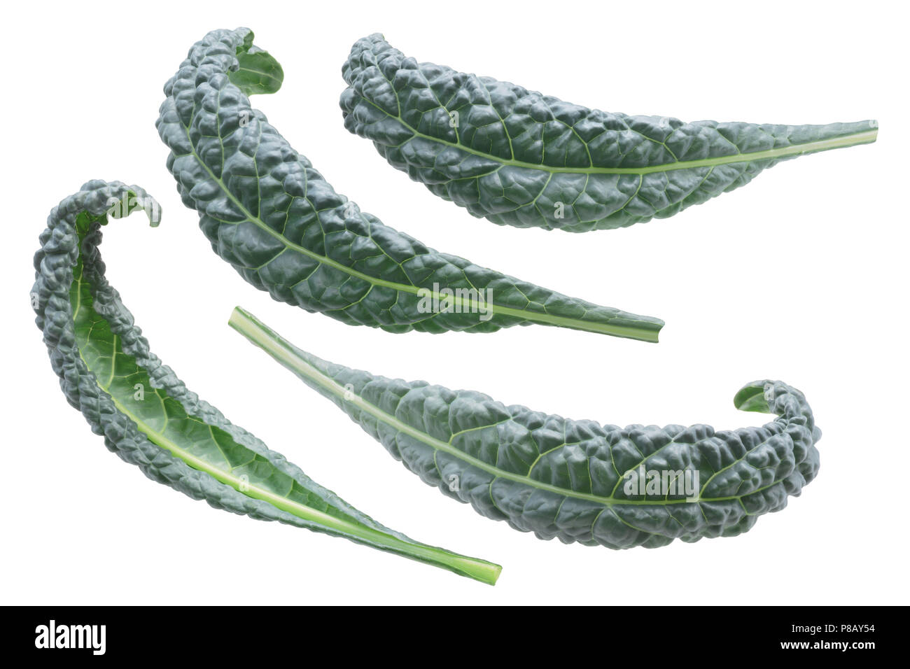 Bumpy leaf Cabbage or Kale, Nero di Toscana (Brassica oleracea) Stock Photo