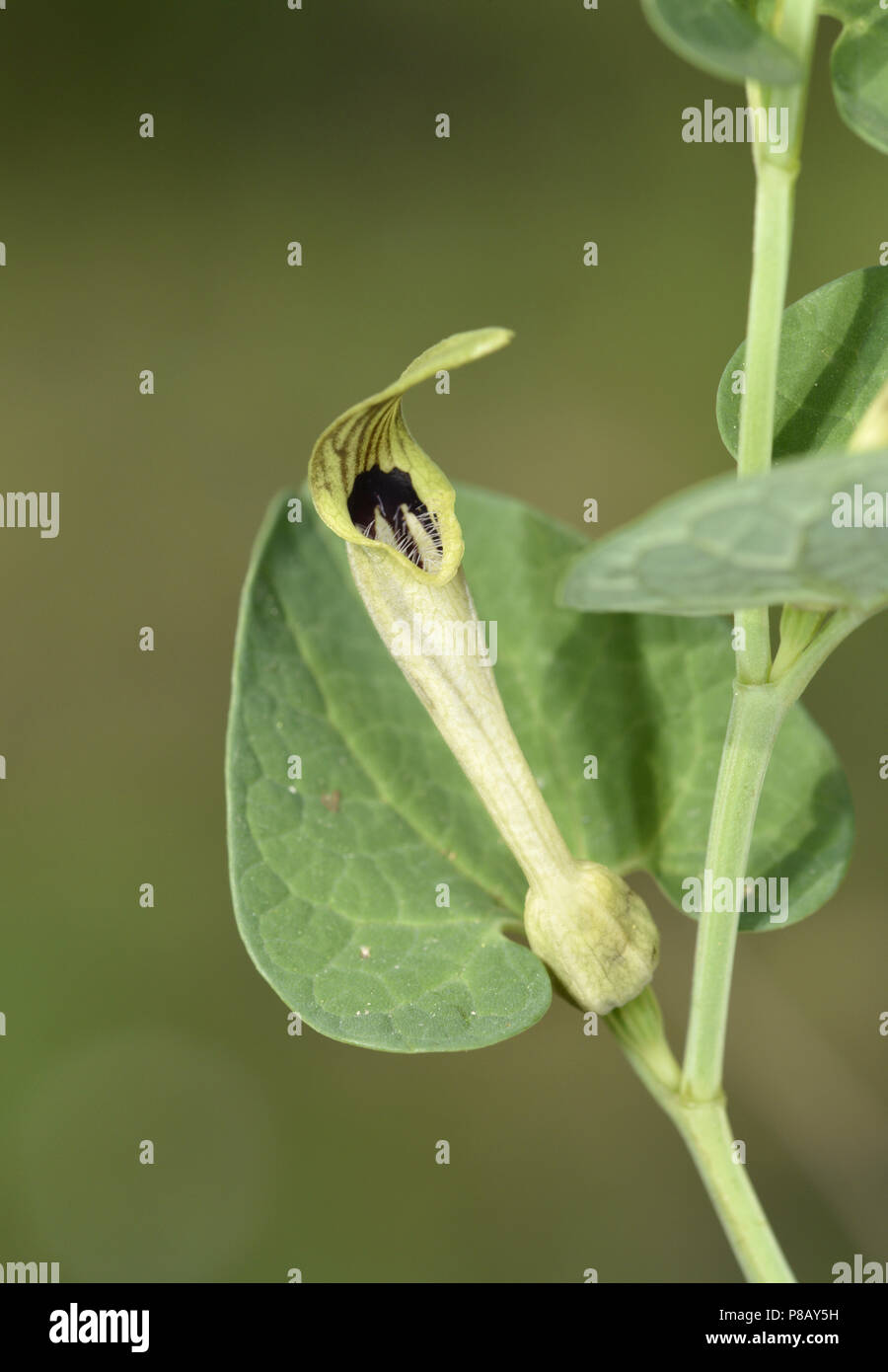 Aristolochia pallida - a birthwort species Stock Photo