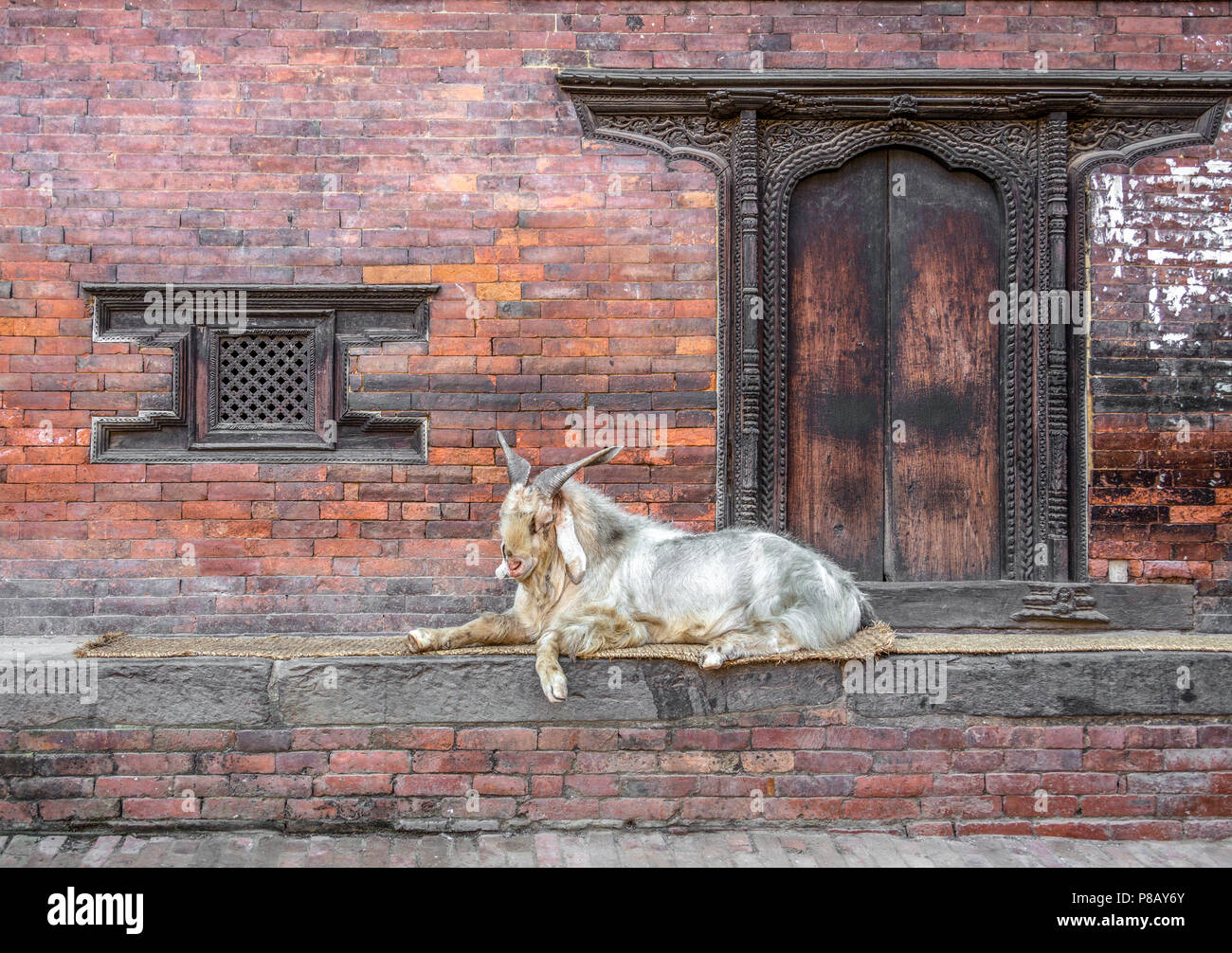Kathmandu, Nepal street scene with sleeping Khari goat and ornate Newar wood carved window. Stock Photo