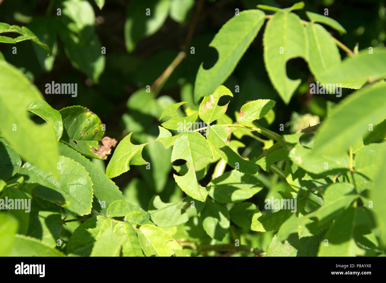 Rose leaves with symmetrical hols created by Leaf Cutter Bees Stock Photo