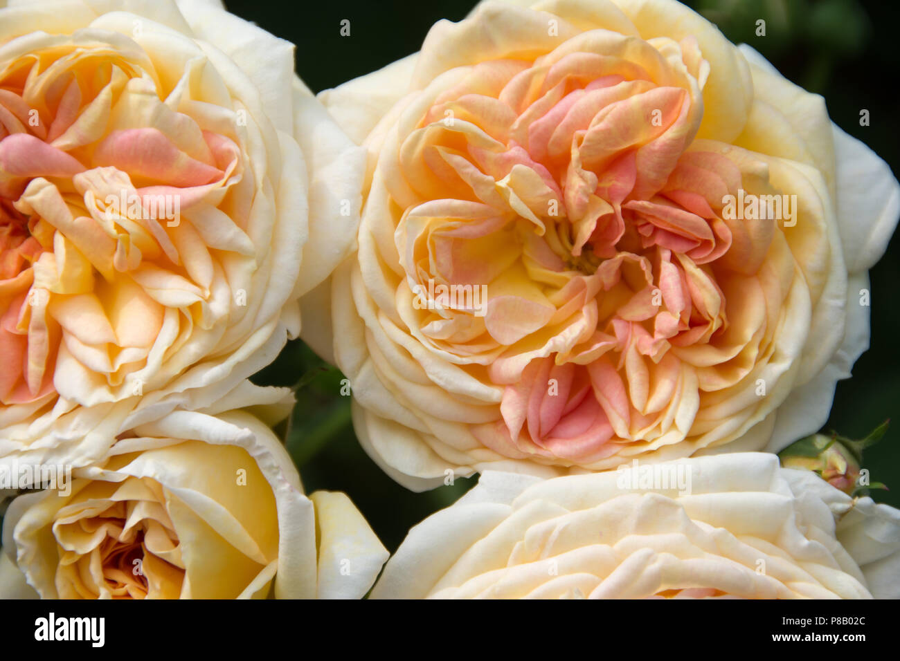 Roses display garden centre hi-res stock photography and images - Alamy
