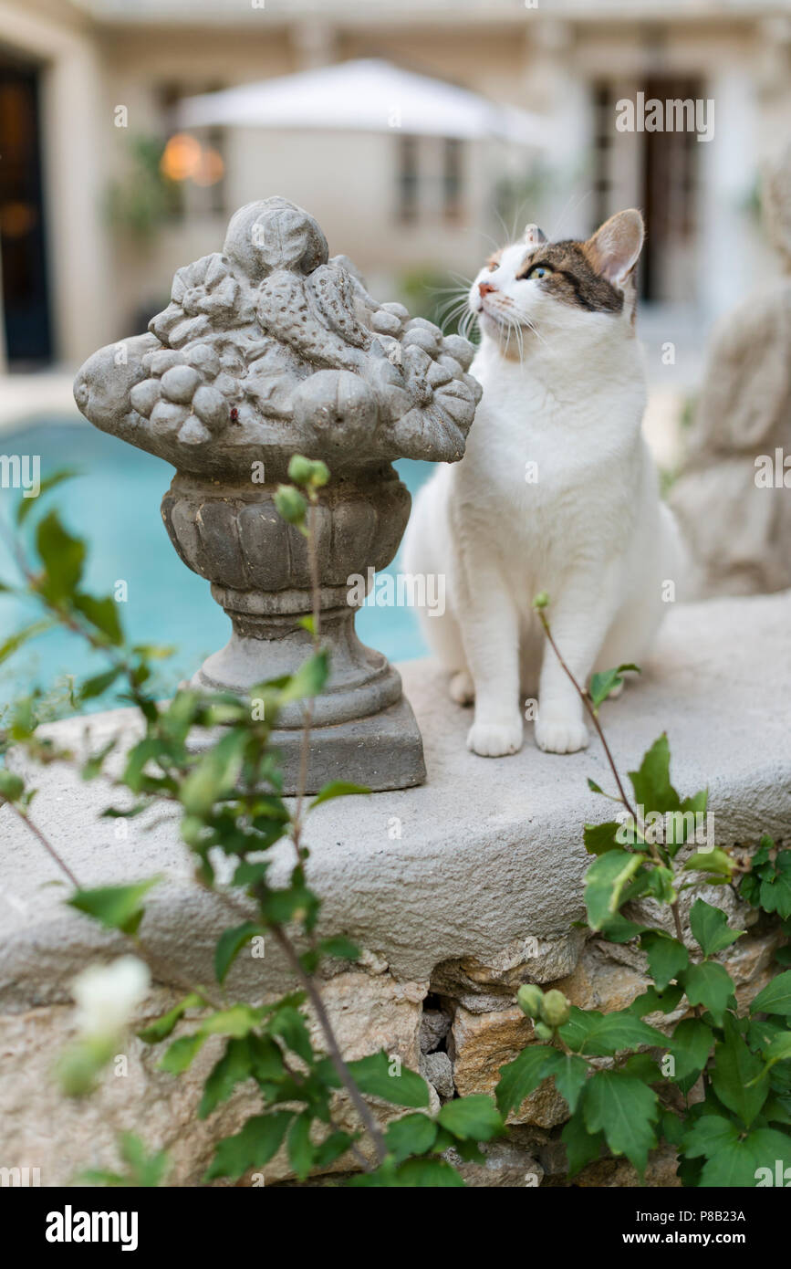 Cat and garden ornament, poolside in France Stock Photo