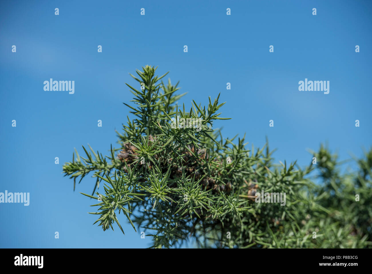 Gorse Ulex europaeus Stock Photo