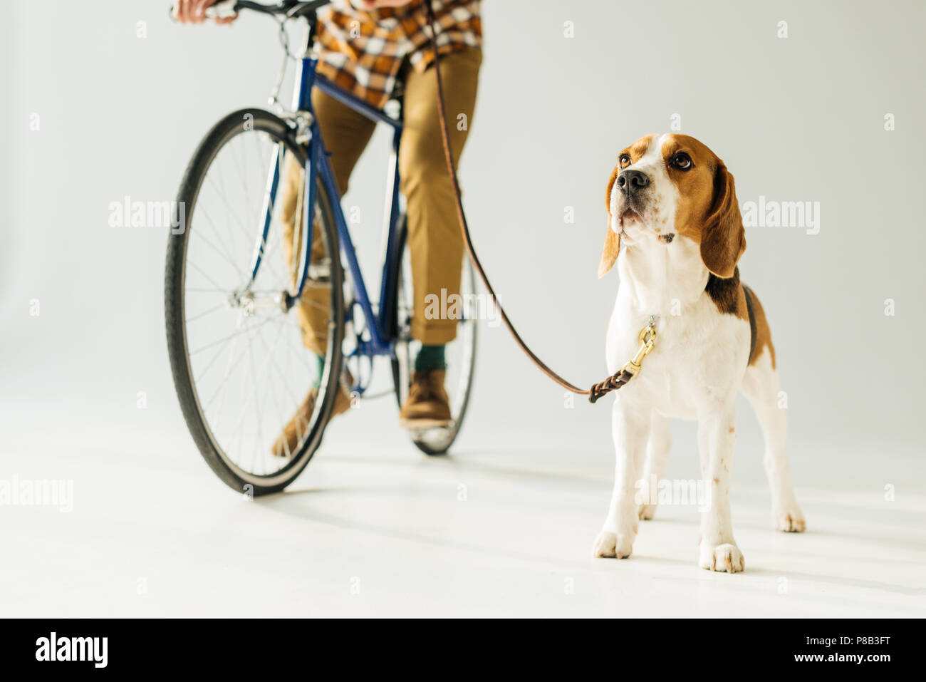 cropped image of man on bike with beagle on white Stock Photo