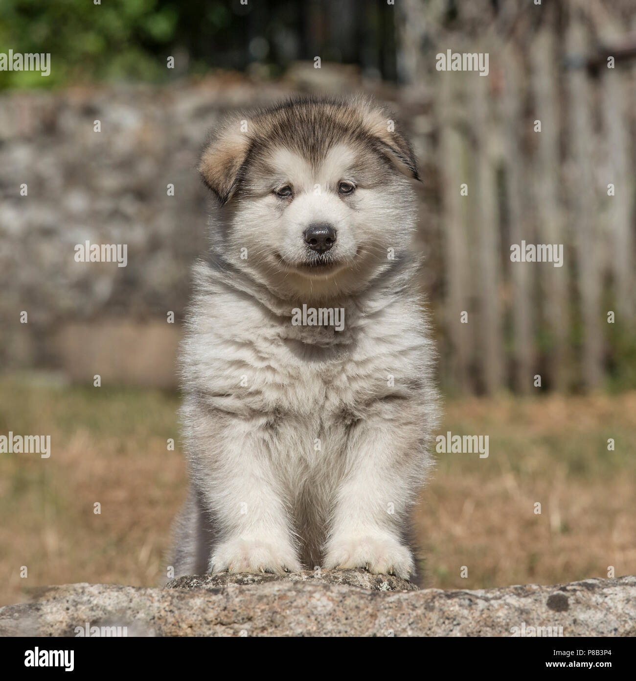 Alaskan malamute puppy Stock Photo - Alamy