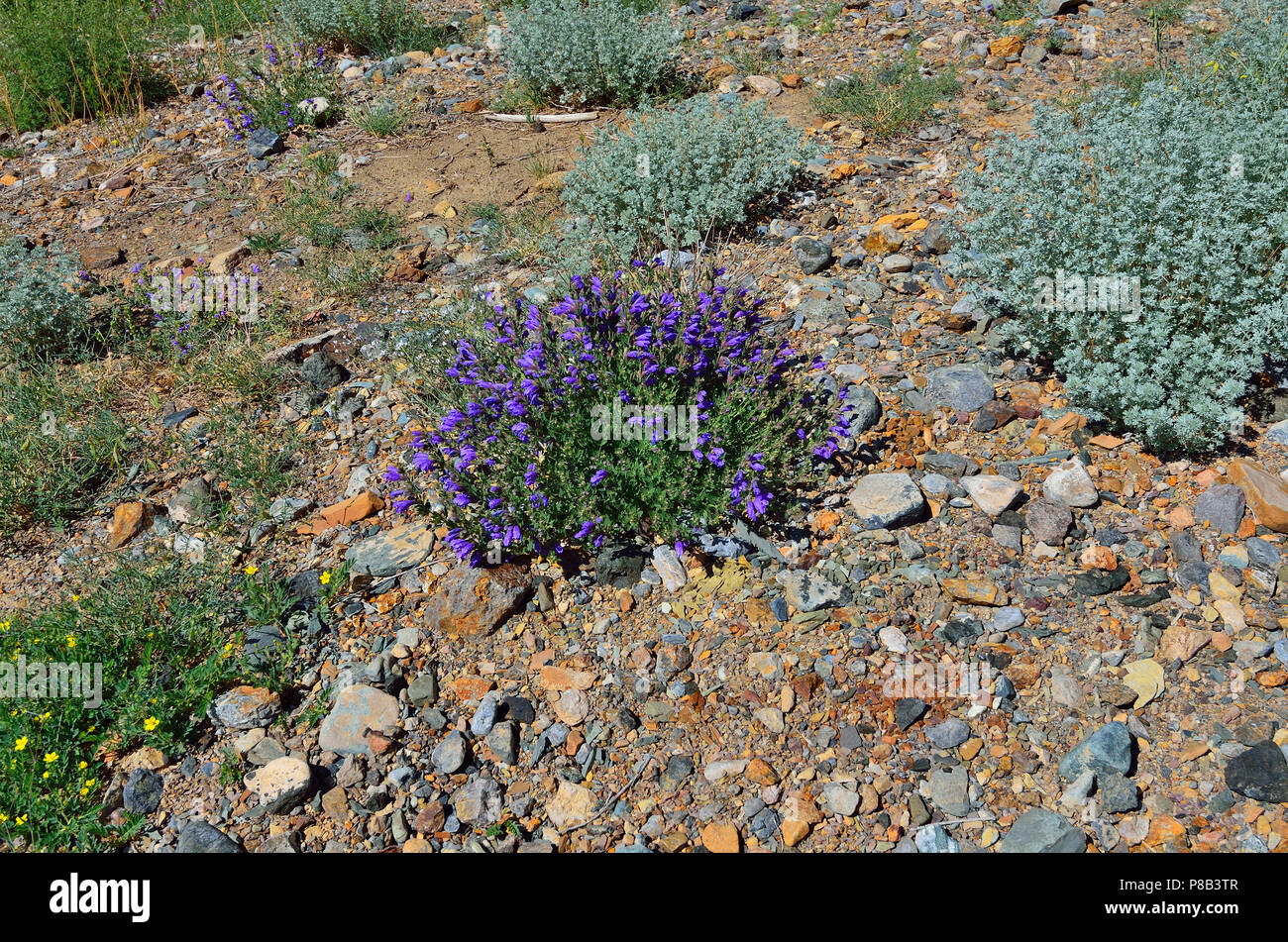 Medicinal herbs Sagebrush (Artemisia rutifolia) and blue flowers of Dracocephalum grandiflorum among sand and stones in steppe landscape of Altai moun Stock Photo