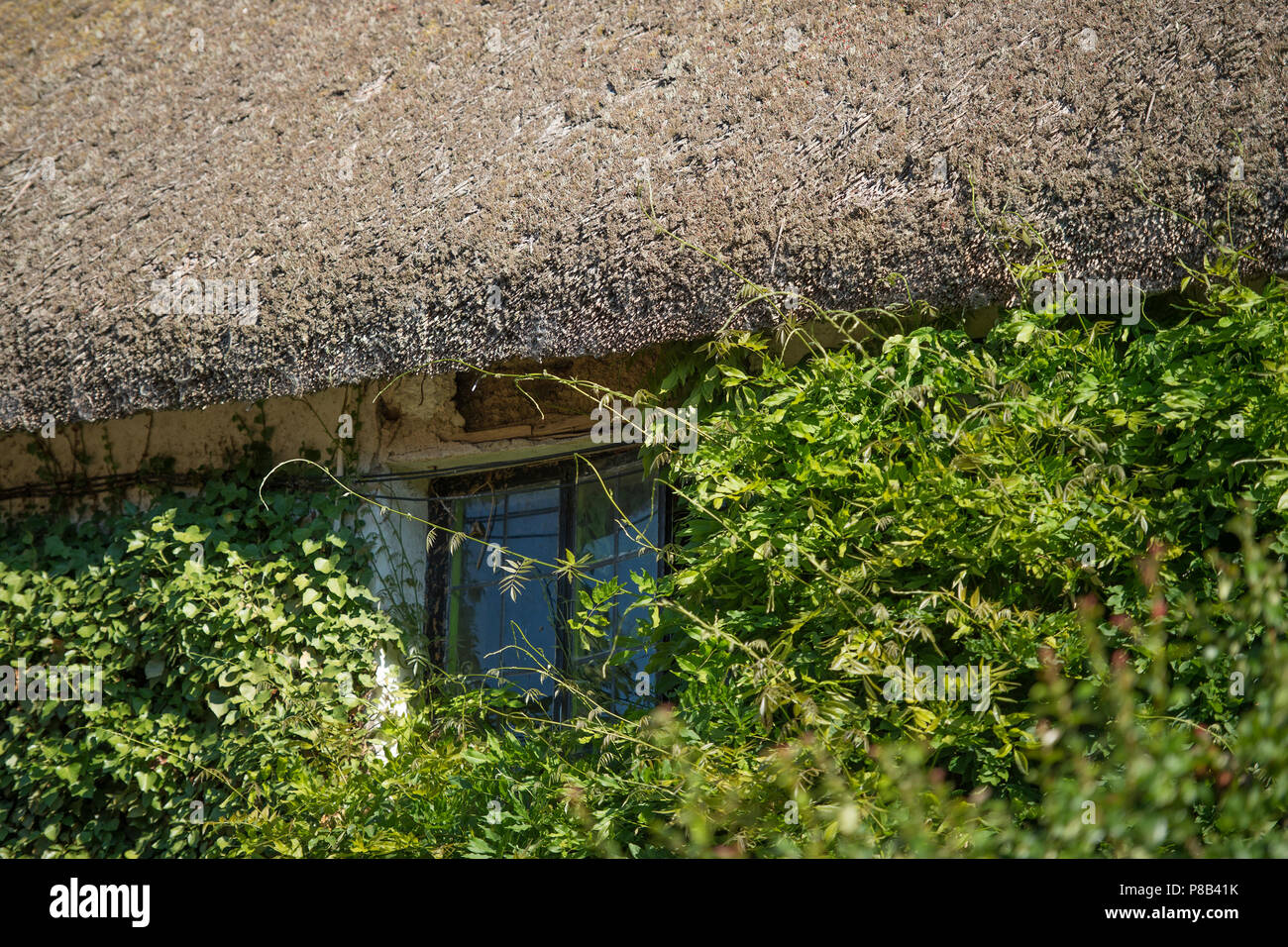 creeper taking over a house with thatched roof Stock Photo