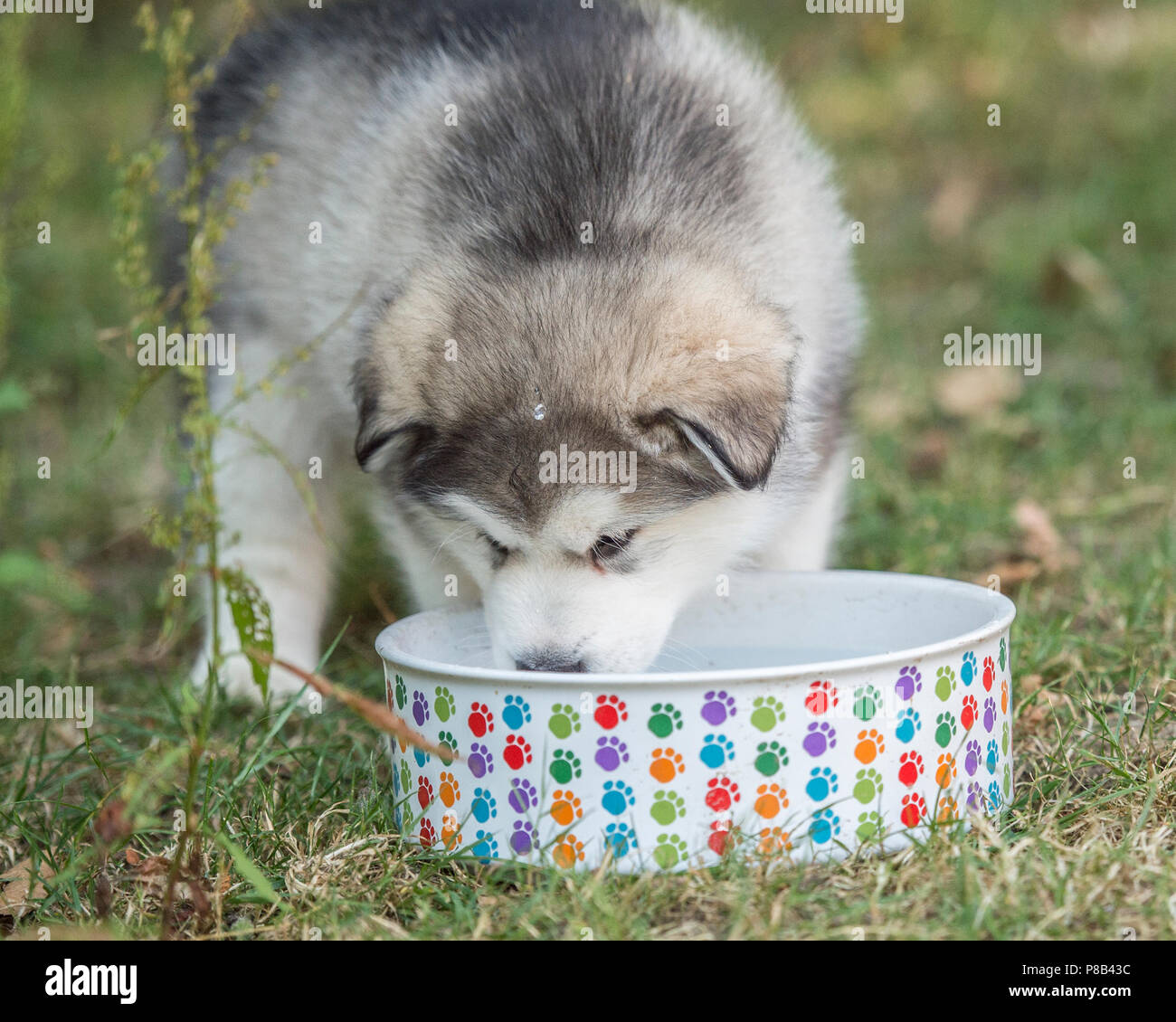 puppy drinking from water bowl Stock Photo