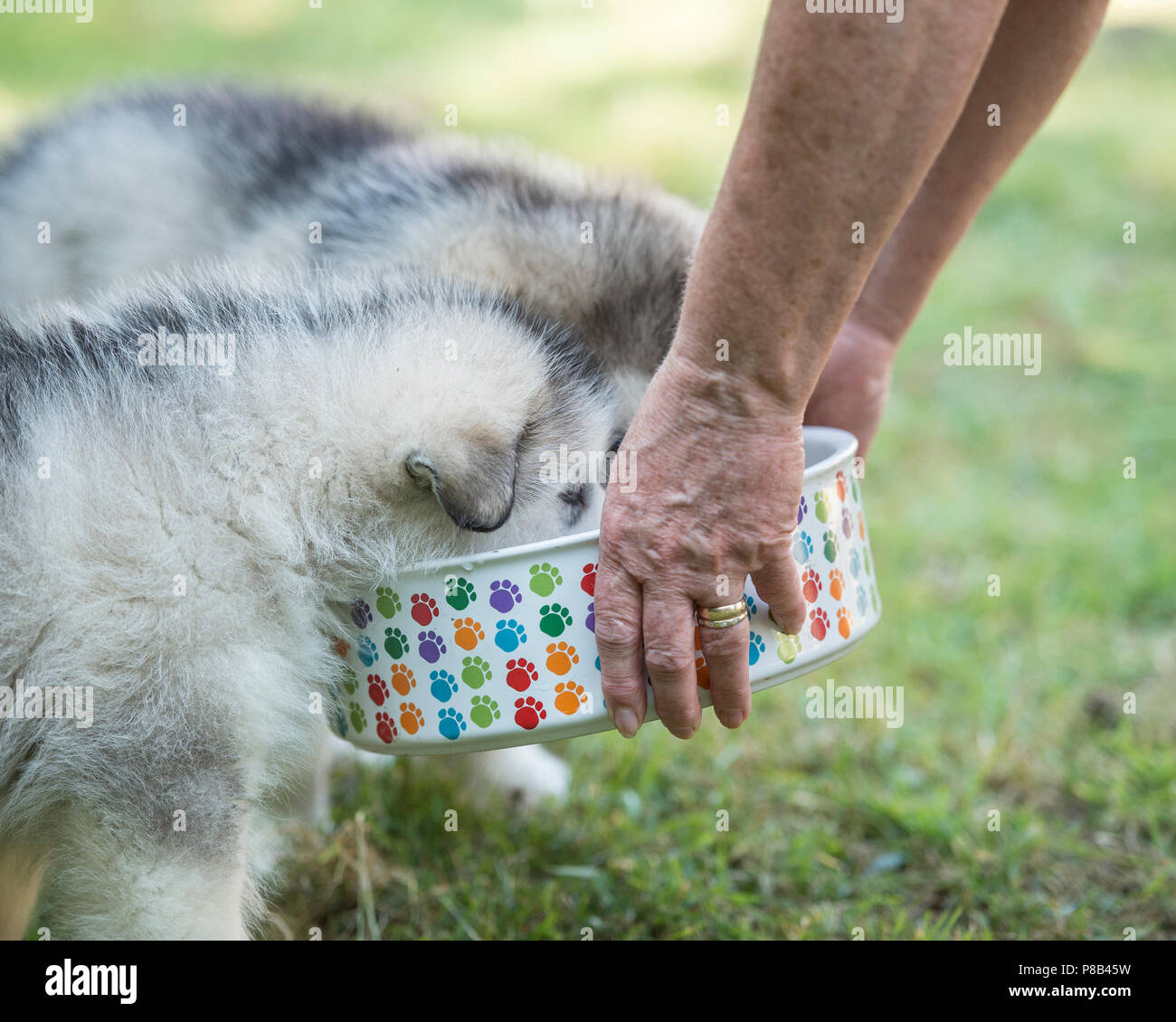 owner feeding puppies Stock Photo