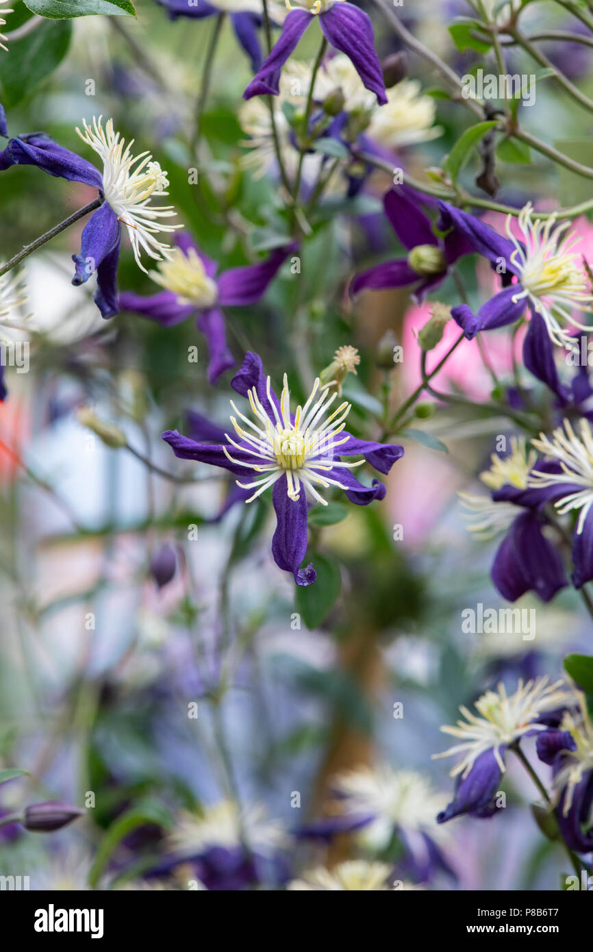 Clematis aromatica flowers. UK. Clematis x aromatica Flammula-Recta Group. Scented clematis Stock Photo