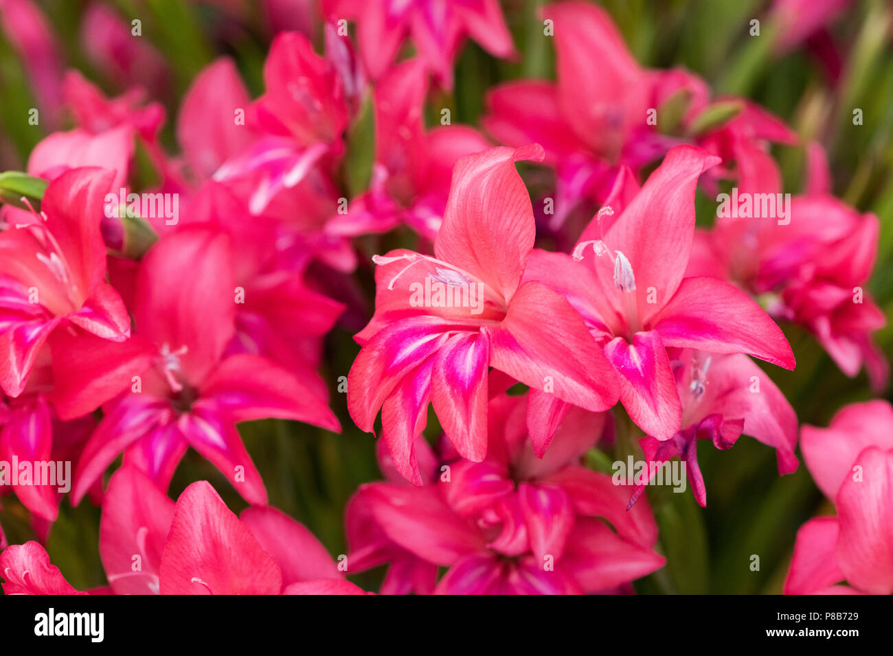 Gladiolus.Gladiolus 'Robinetta' flowers on a floral display at a flower show. UK. Stock Photo