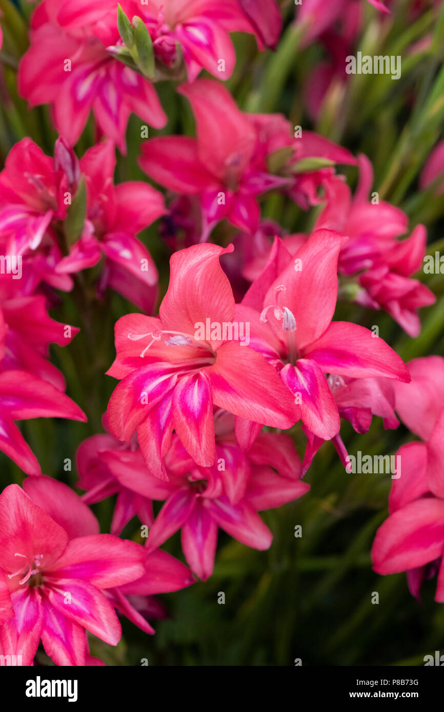 Gladiolus.Gladiolus 'Robinetta' flowers on a floral display at a flower show. UK. Stock Photo