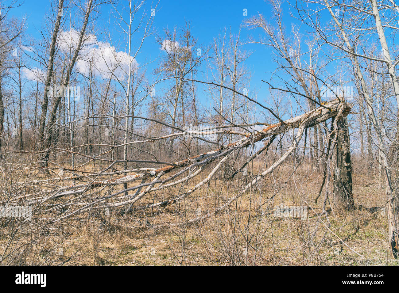 Tree trunk broken by strong wind or hurricane Stock Photo