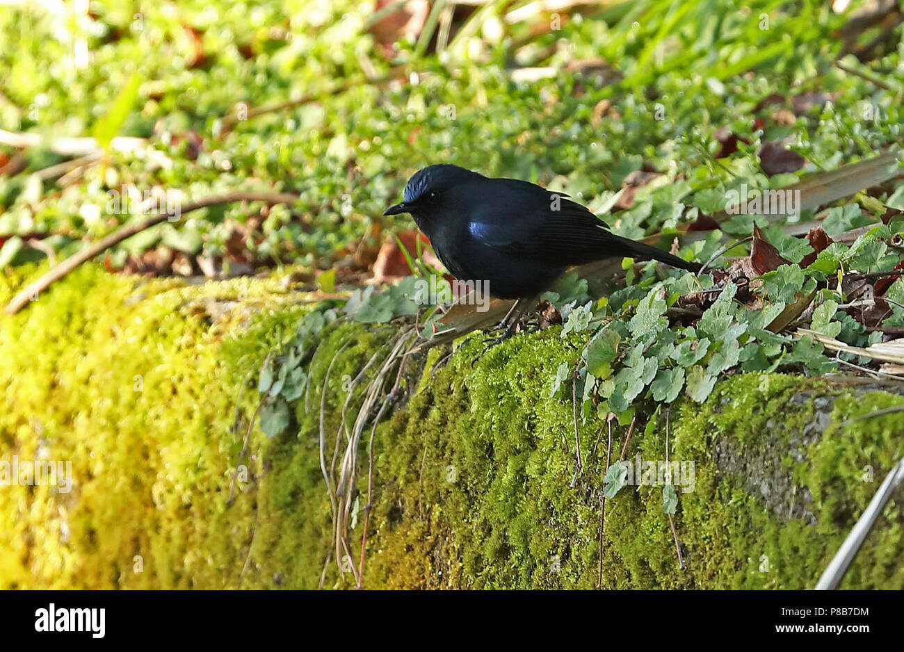 White-tailed Blue Robin (Myiomela leucura montium) adult male on mossy wall  Dasyueshan National Forest, Taiwan               April Stock Photo
