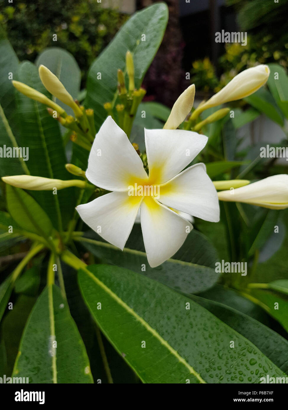 Maui hawaii plumeria hires stock photography and images Alamy