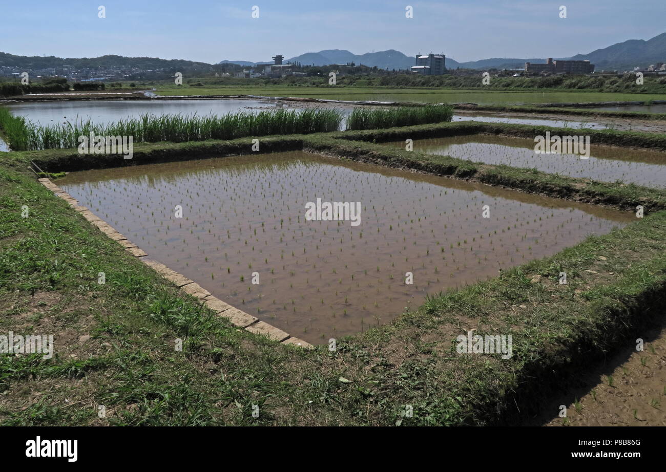 rice (Oryza sativa) growing, young crop in paddy field northern Taiwan ...
