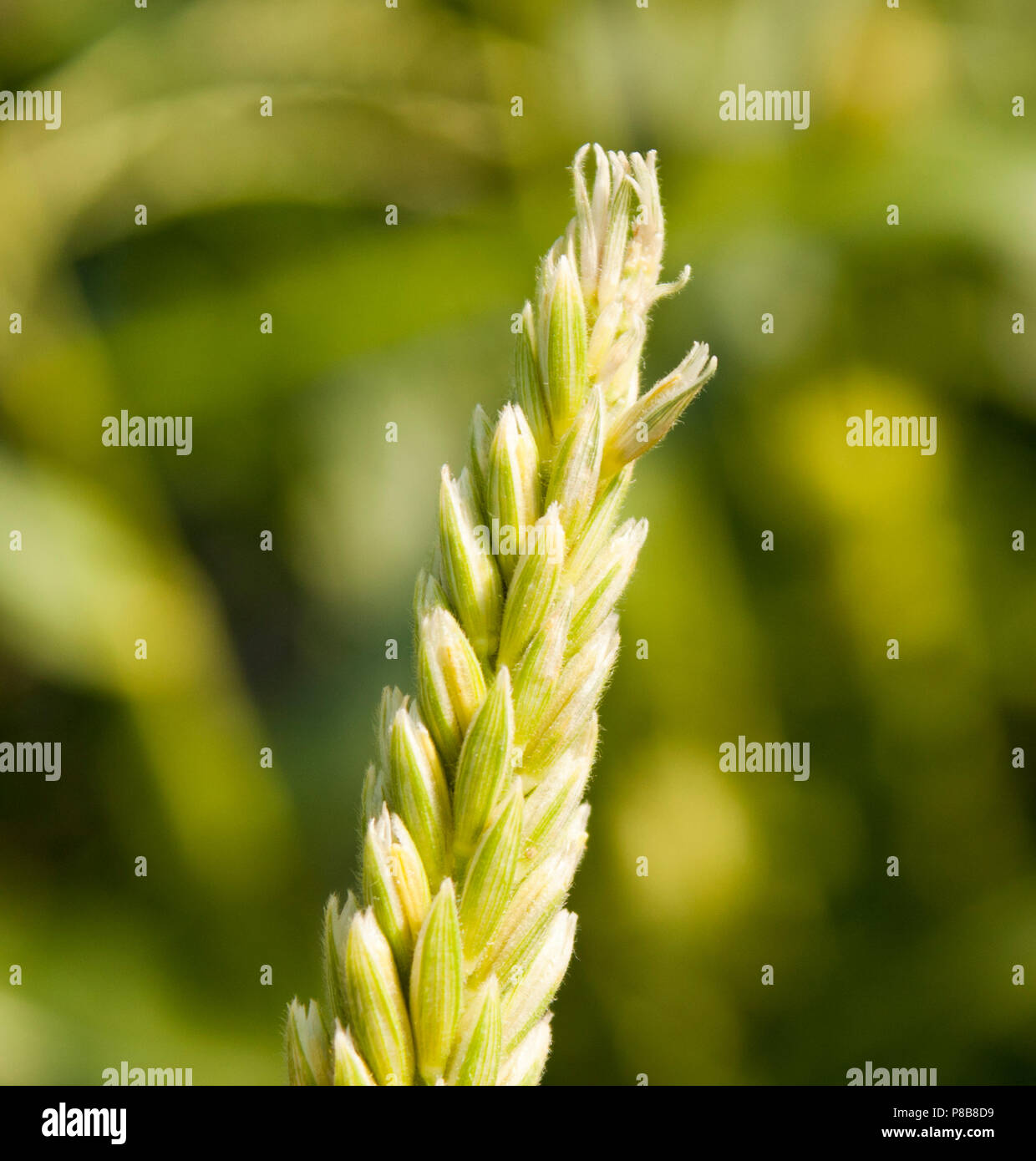 Tip of the corn tassel laying against the green crops in the background