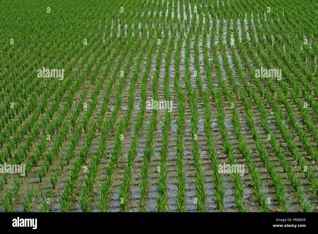 rice (Oryza sativa) growing, young crop in paddy field northern Taiwan ...