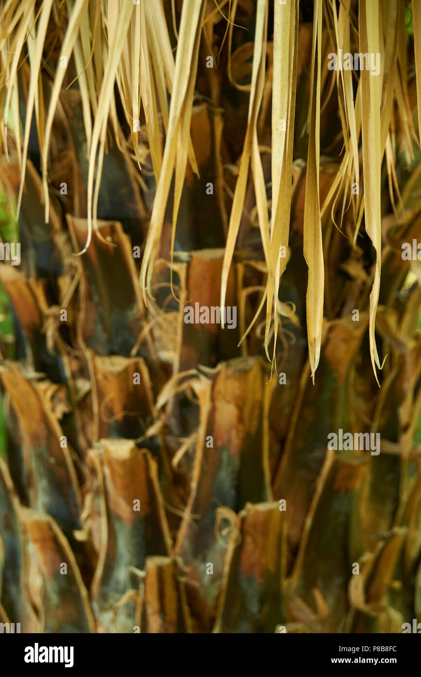 Closeup of Sabal mexicana, also known as Rio Grande palmetto, Mexican palmetto, Texas palmetto, Texas sabal palm, palmmetto cabbage Stock Photo