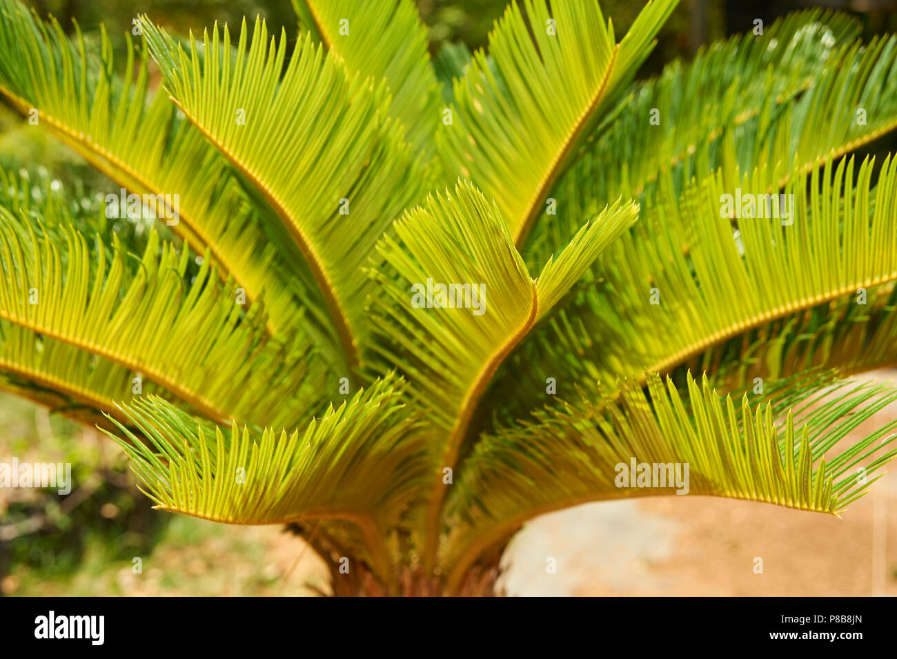 Young Coconut Leaves Stock Photos & Young Coconut Leaves Stock Images