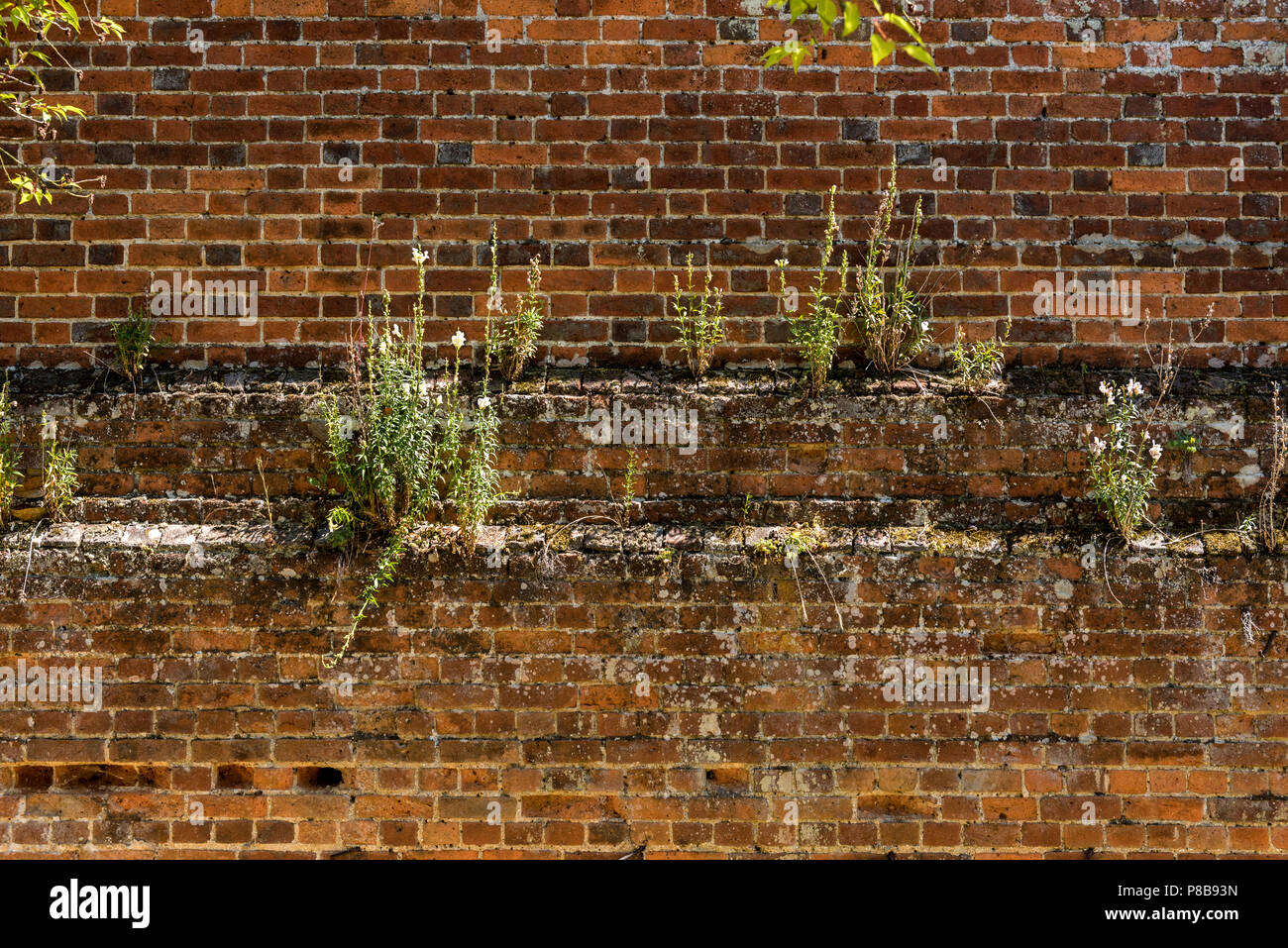 Old brick wall plants growing hi-res stock photography and images - Alamy