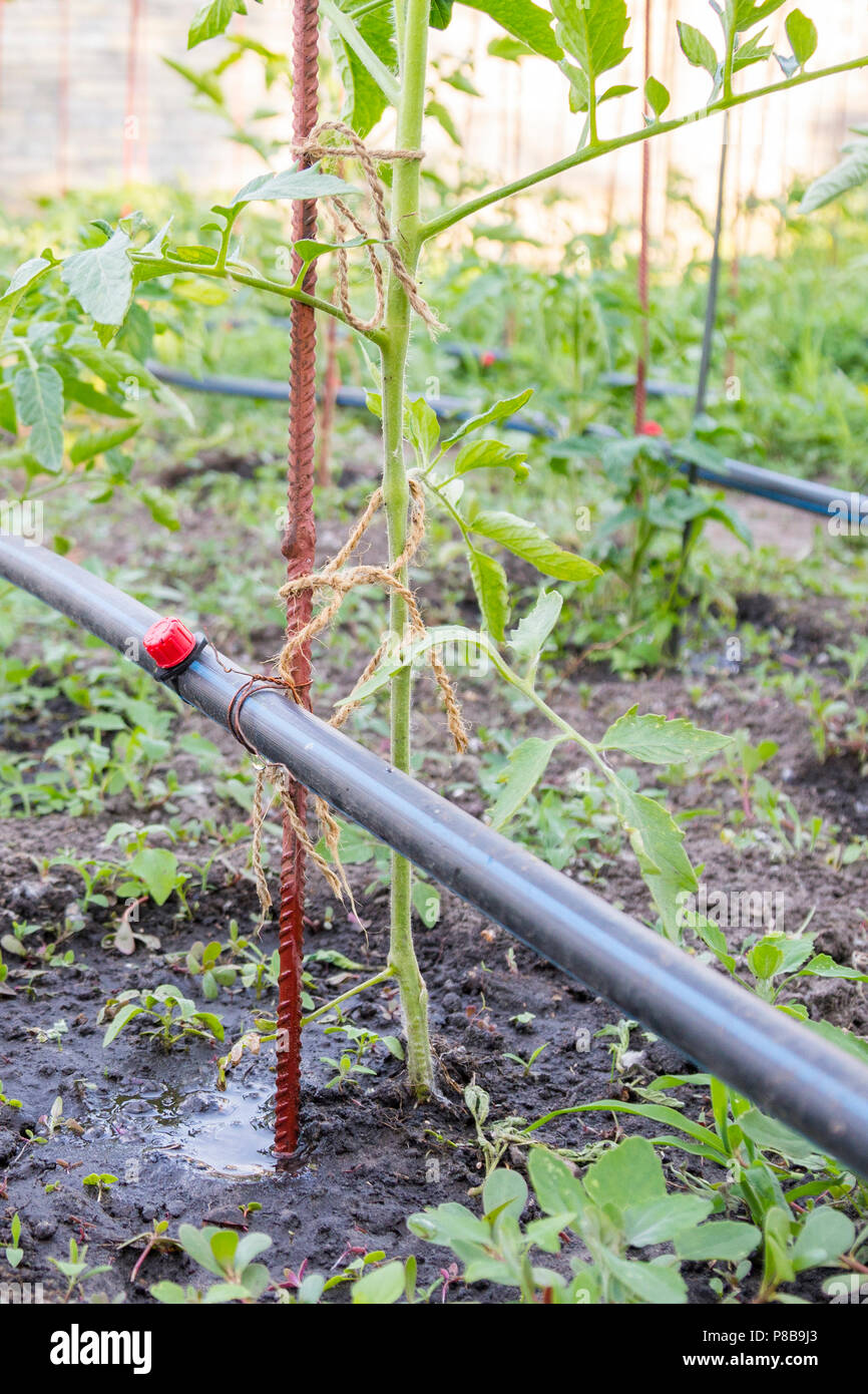 Drip irrigation on the bed. Seedlings of tomato prepared for planting