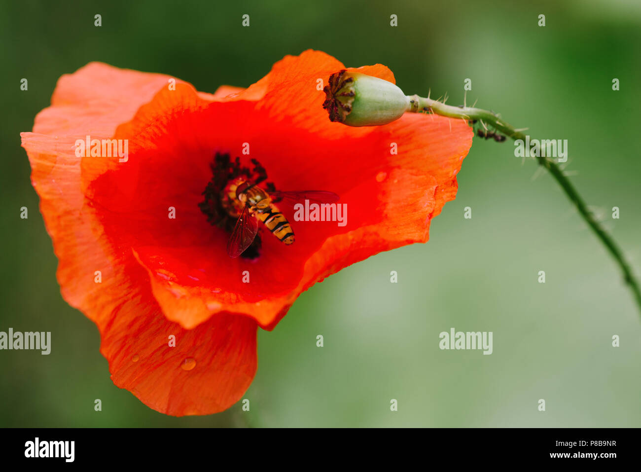 A flower of red poppy on a green background Stock Photo - Alamy